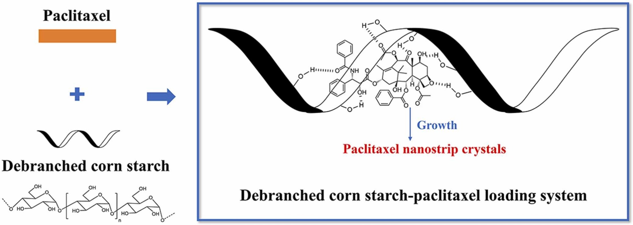 Fig. 2 DS was successfully loaded with the anti-cancer drug PTX via molecular interactions. (Zhuang X, <i>et al</i>. 2025)